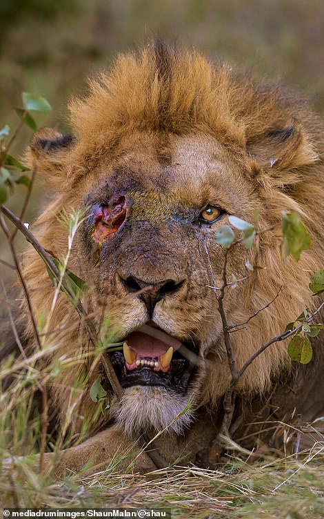 Lion whose eye was gouged out in a brutal battle resembles villain in Disney's Lion King - healthyfrog