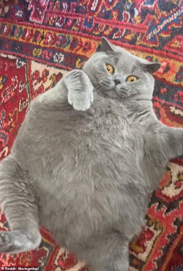 British Shorthair Cat With Scoliosis Makes The Internet Swoon